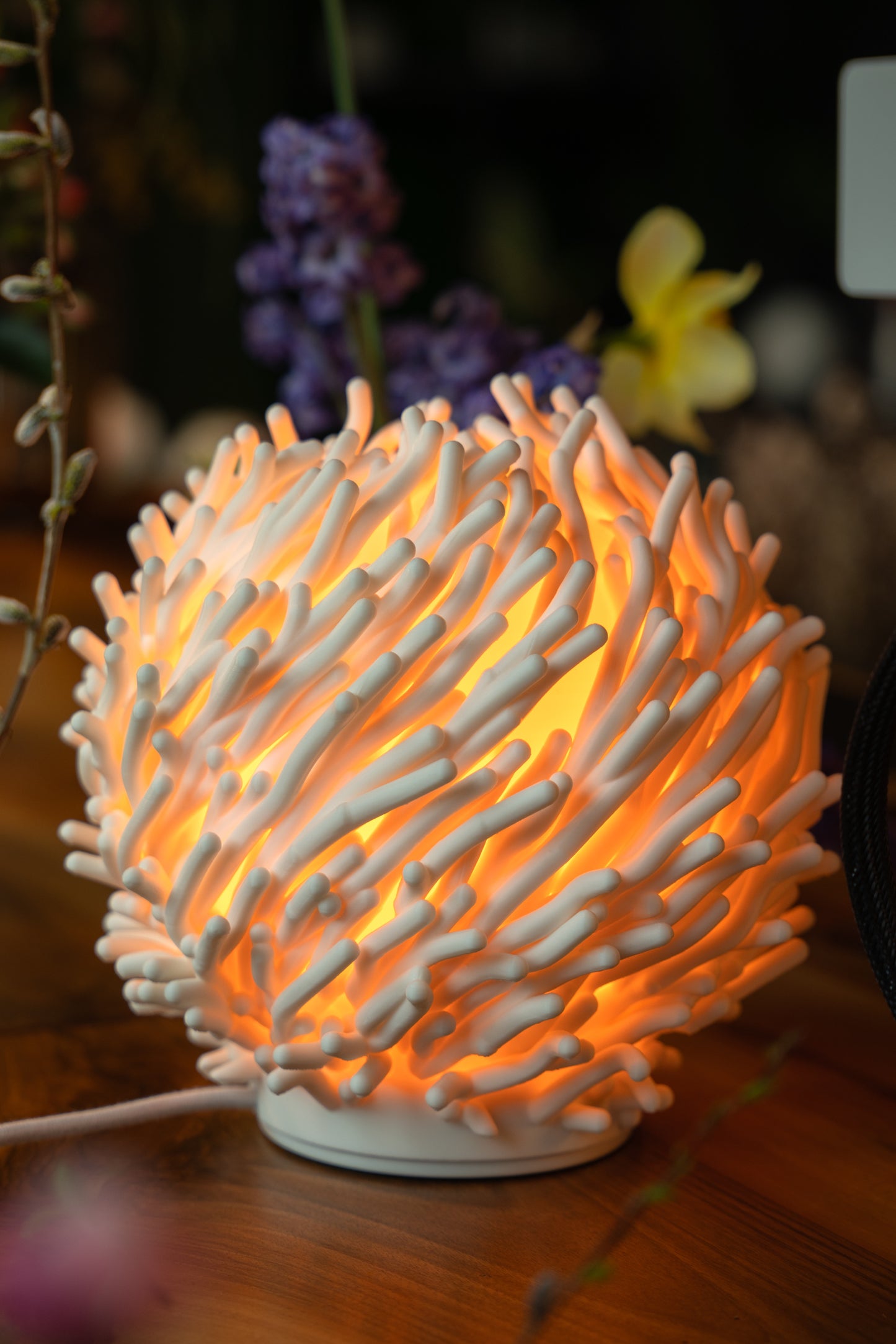 O7 - Coral