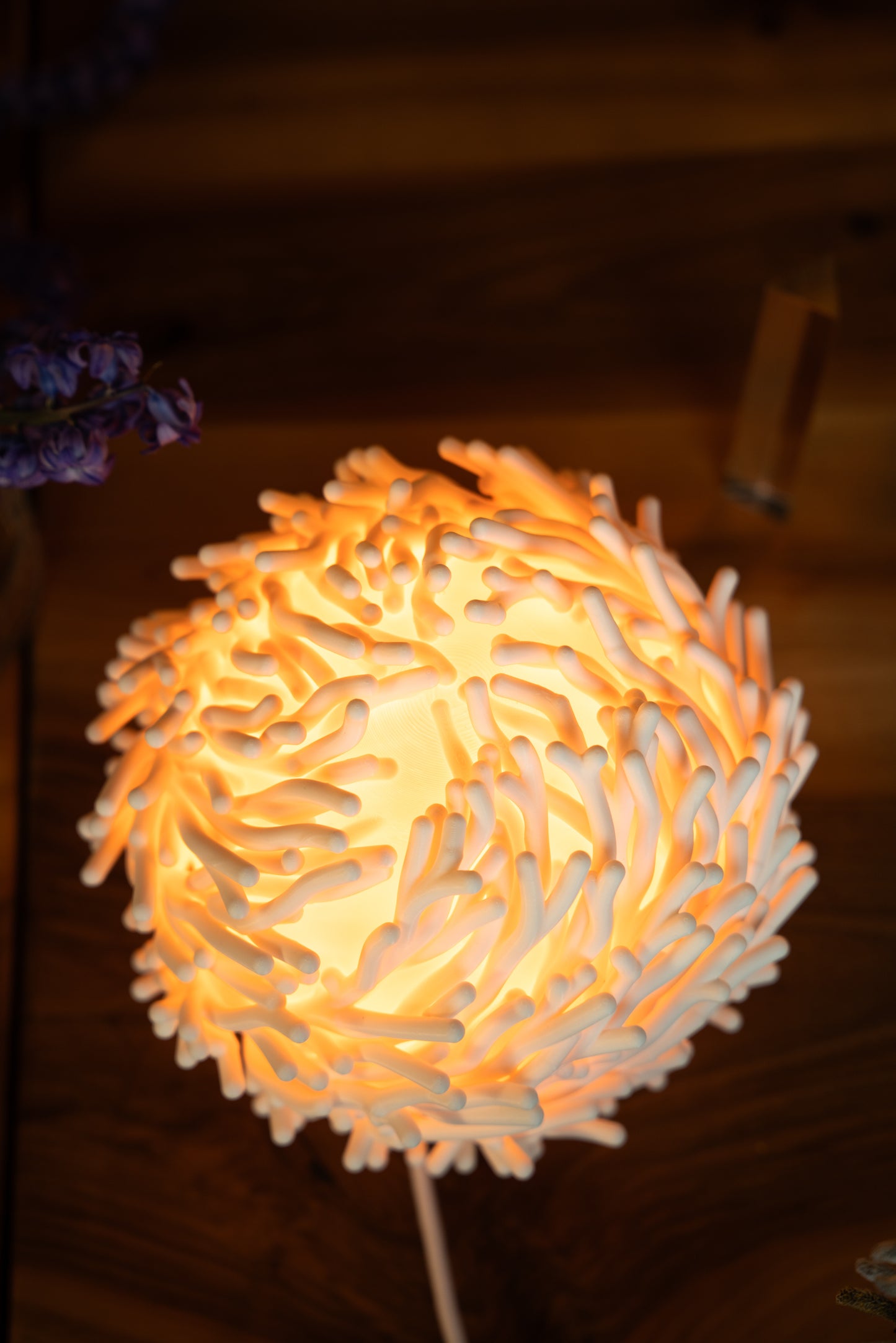 O7 - Coral